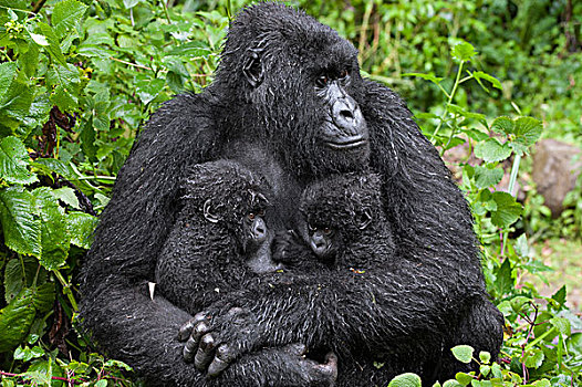 山地大猩猩,大猩猩,母亲,拿着,五个,老,相似,幼仔,国家,卢旺达