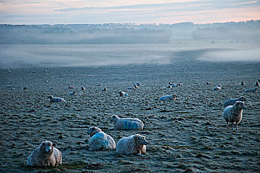 英格兰,威尔特,绵羊,土地