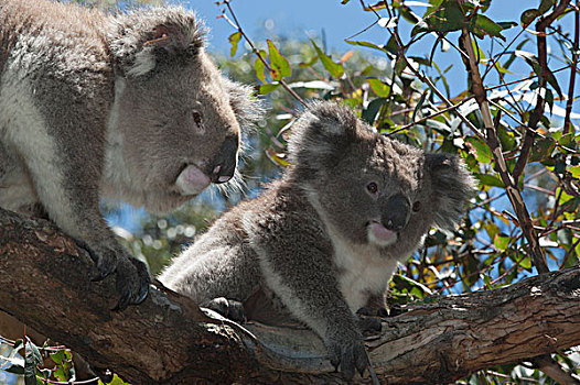 树袋熊,成年,雄性,接近,幼小,菲利普岛,澳大利亚