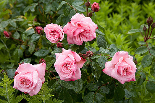 粉红玫瑰,花,粉色,灌木,水滴,雨,德国,欧洲
