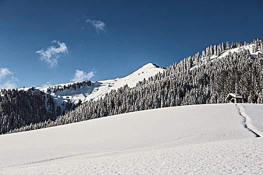 树,雪,山坡