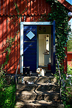 小狗,石头,台阶,鲜明,蓝色,正前,木屋