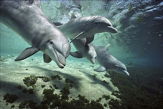 宽吻海豚,群,水下,圈养动物,夏威夷