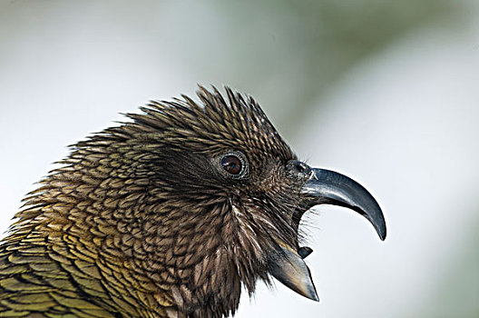 食肉鹦鹉,啄羊鹦鹉,新西兰