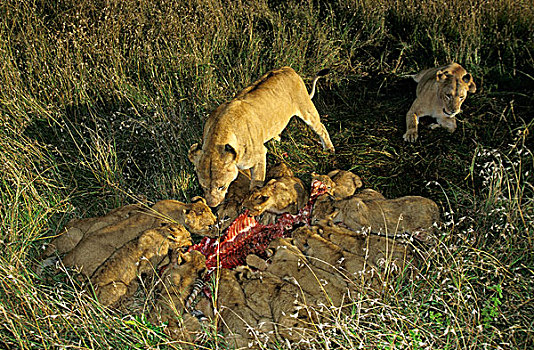 非洲狮,狮子,女性,幼兽,畜体,马赛马拉,公园,肯尼亚