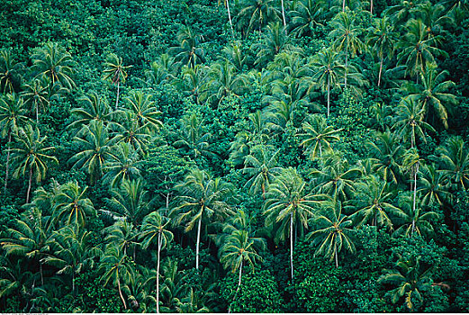 热带雨林,法属玻利尼西亚