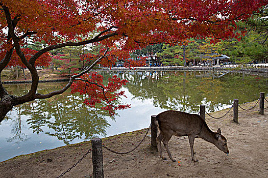 日本奈良东大寺