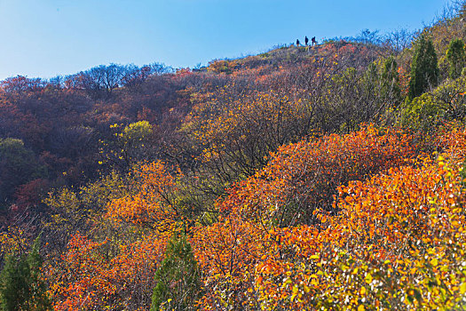 山东省潍坊市青州市红叶谷秋天的景色