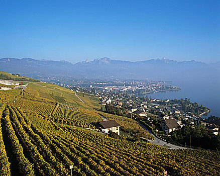 葡萄园,日内瓦湖,瑞士