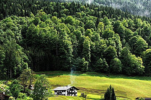 茂密,绿色,树林,靠近,拉姆绍,贝希特斯加登,陆地,区域,上巴伐利亚,德国,欧洲