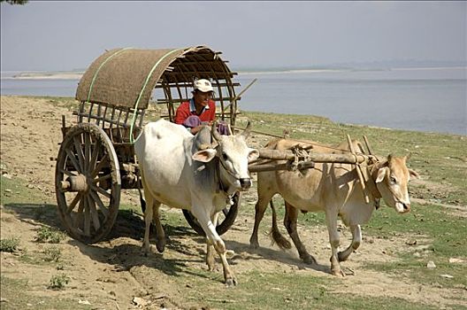 牛,马车,伊洛瓦底江,缅甸