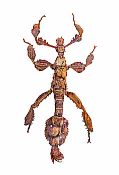 印度尼西亚棘刺虫