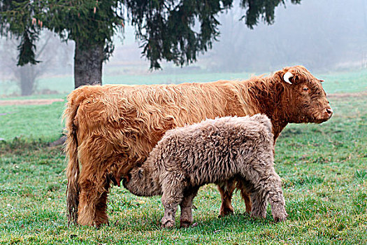 苏格兰,高原牛,巴伐利亚,德国,欧洲