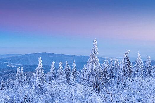 积雪,针叶树,树,黎明,冬天,格罗塞尔,法兰克福,黑森州,德国