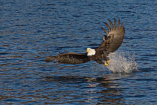 美国,阿拉斯加,卡契马克湾,州立公园,白头鹰,飞行,抓住,鱼