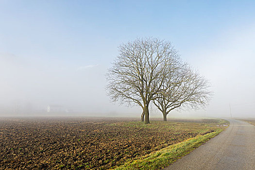 两个,树,农田,乡村道路,雾,洛迦诺,瑞士,提契诺河