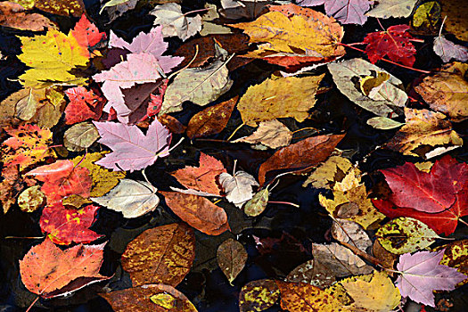 秋天,秋叶,水池,阿卡迪亚,花园,阿卡迪亚国家公园,缅因,美国