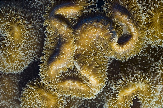 皮革,珊瑚,珊瑚虫