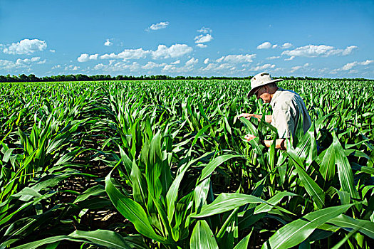 农业,农民,生长,玉米,农作物,昆虫,害虫,进展,靠近,英格兰,阿肯色州,美国