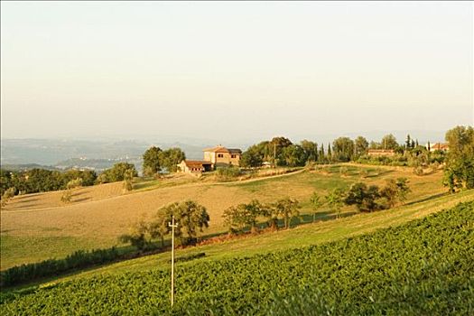 俯拍,房子,葡萄园,锡耶纳省,托斯卡纳,意大利