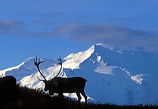 美国,阿拉斯加,德纳里峰国家公园,驯鹿属,靠近,旺湖,山,麦金利山,秋天,早晨