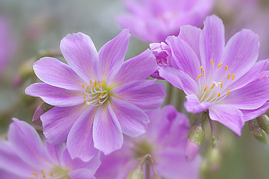 特写,花,华盛顿,美国