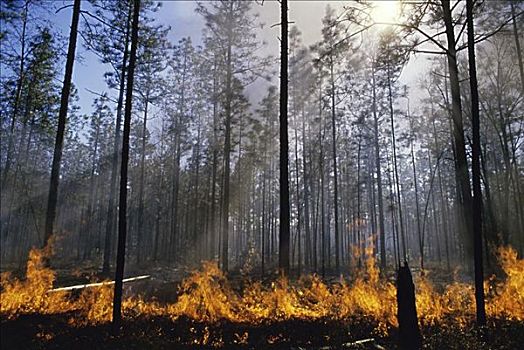 森林火灾,俄勒冈,美国