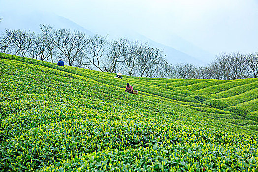 茶园,茶山,绿色