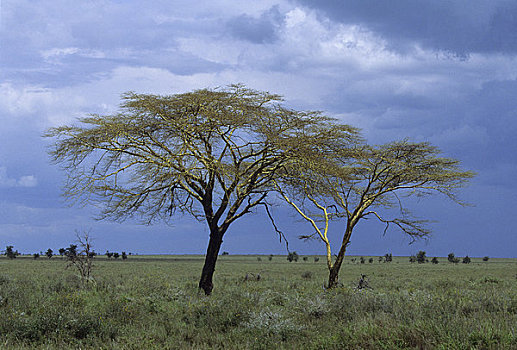 坦桑尼亚,塞伦盖蒂,刺槐