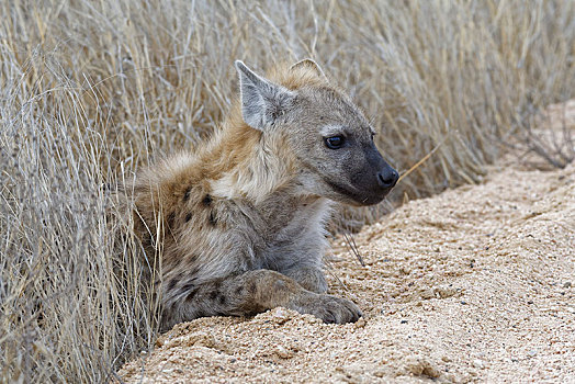 斑鬣狗,幼兽,躺着,边缘,土路,克鲁格国家公园,南非,非洲