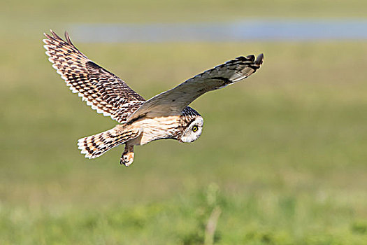 短耳鸮,猎捕,飞行,特塞尔,省,北荷兰,荷兰,欧洲