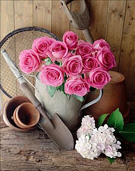 花园,静物,粉色,玫瑰,迟,七月,赫特福郡,英国