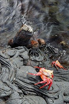 方蟹,海鬣蜥,加拉帕戈斯群岛,厄瓜多尔,南美