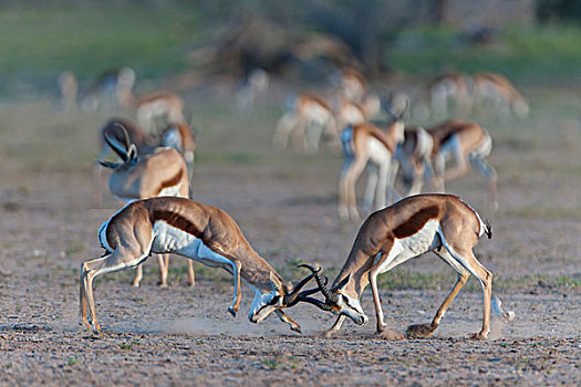 雄性,跳羚,争斗,支配,交际,牧群,卡拉哈迪大羚羊国家公园,北开普,南非,非洲