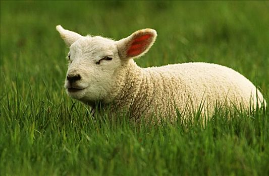 家羊,绵羊,羊羔,休息,青草,欧洲