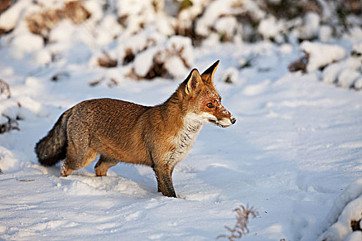 红狐,狐属,成年,站立,雪中,诺曼底