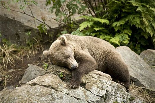 棕熊,休息,石头,太阳,靠近,狼獾,溪流,阿拉斯加,夏天