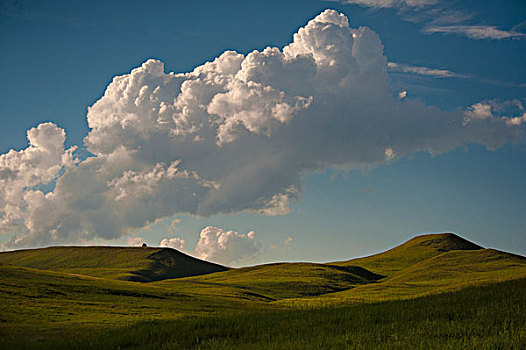 美国,南达科他,卡斯特州立公园,草原,云,孤木