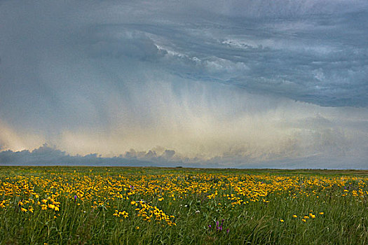 草原,乌云,接触,天空,北方,国家野生动植物保护区,明尼苏达