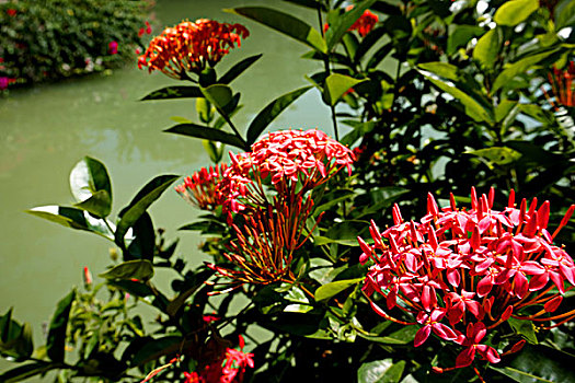 越南芽庄温泉中心优美景致和特色泥浆浴