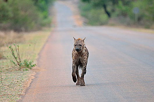 斑鬣狗,走,道路,克鲁格国家公园,南非,非洲