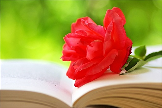 红玫瑰,书本