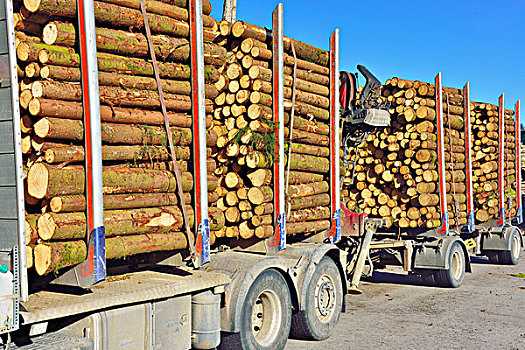 卡车,拖车,装载,松树,原木,巴伐利亚,德国,欧洲