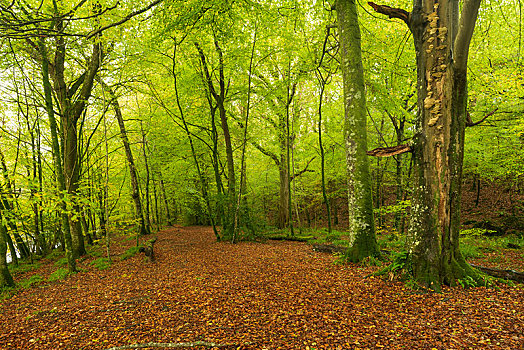 树林,秋天,木头,达特姆尔高原,国家公园,德文郡