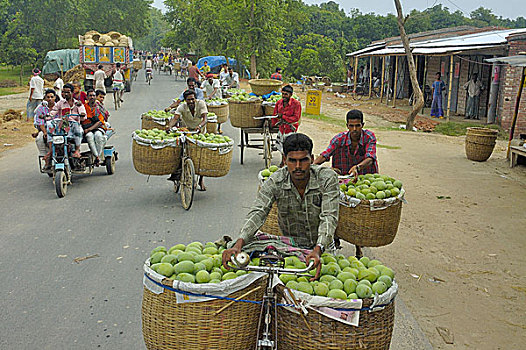 出售,市场,芒果,自行车,孟加拉,六月,2007年