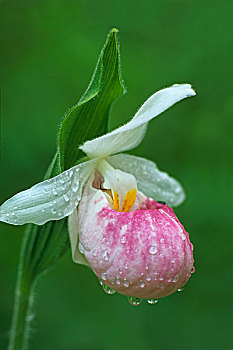 艳丽,凤仙花,兰花,沼泽,安大略省