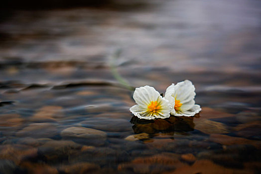 水性杨花