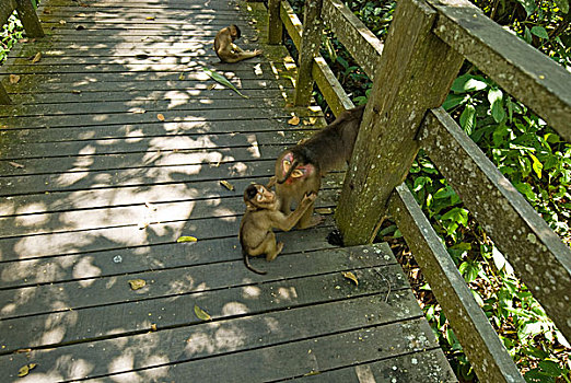 malaysia,borneo,sepilok,southern,pig-tailed,macaque,macaca,nemestrina,adult,female,with,baby,in,primary,rainforest