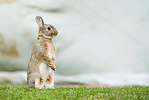 欧洲兔,兔豚鼠属,站立,下奥地利州,奥地利,欧洲