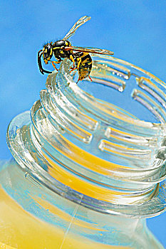 蜜蜂,边缘,罐,蜂蜜